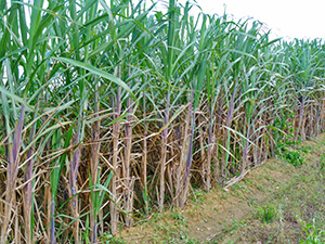 バイオマスとは